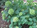 Annabelle Hydrangea / Hydrangea arborescens 